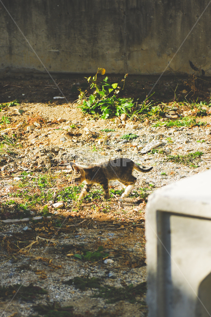 고양이,길고양이,야옹이,길냥이,kitty,야생동물,감성,반려동물,생명,cat,길,street,동물,animal,포유류,mammal,고양이,cat,kitten,kitty