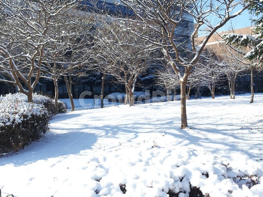 겨울눈,설경,겨울배경,폭설,눈길,겨울,계절,winter,season,자연,풍경,nature,landscape,outdoors,옥외,tree,나무,plant,식물