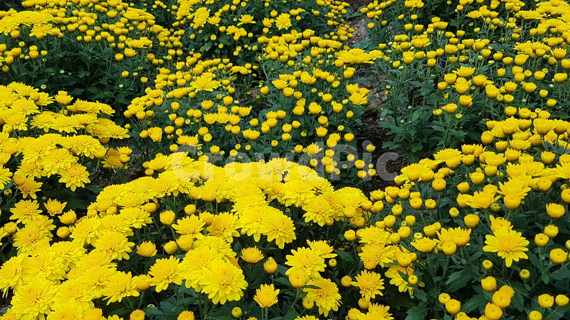 plant,식물,꽃,flower,국화,노란국화,식물,자연,plants,nature,꽃,flower