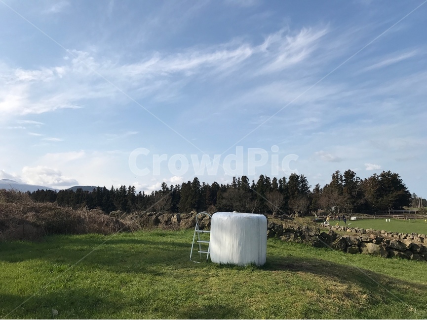 제주도,목장,제주도목장,풍경,자연,자연,풍경,nature,landscape,제주도,jeju,jeju island,grass,잔디,plant,식물,lawn