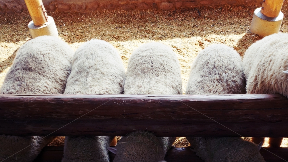 양,sheep,동물,양떼목장,대관령,동물,animal,포유류,mammal,산업,industry,industrial,목축업,목장,livestock farming,ranching,pasture