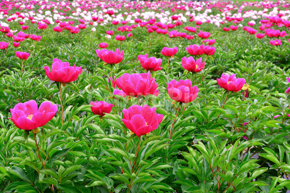 꽃,작약꽃,아름다운,뷰티풀,약용식물,flowers,plant,pink,green,예쁜,활짝,피어나다,6월,담쟁이,돌,석축,재배,밭작물,밭,식물,다년초,빨강색,흰색,수많은,절정,개화,만개,시즌,계절,season,식물,자연,plants,nature,꽃,flower
