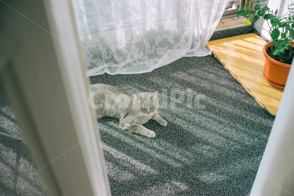 고양이,포유류,애완동물,집,베란다,동물,animal,포유류,mammal,고양이,cat,kitten,kitty,감성,sensible,feeling