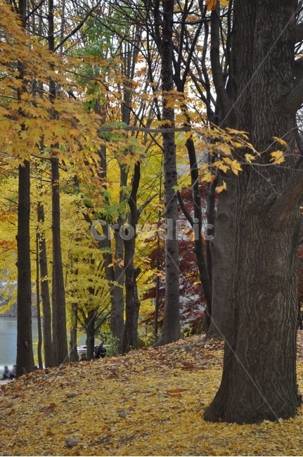 나무,자연,단풍,은행,풍경,산책,가을,계절,fall,autumn,season,자연,풍경,nature,landscape,tree,tree trunk,나무 줄기,plant,식물