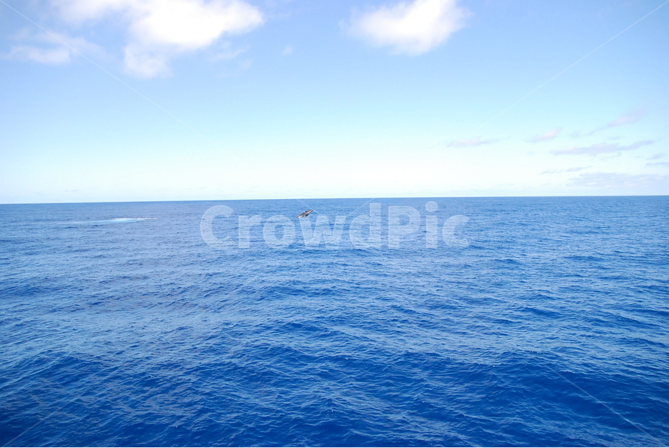 cairns,greatbarrierreef,sea,바다,자연,nature,ocean,하늘,horizon,수평선,물,자연,풍경,nature,landscape