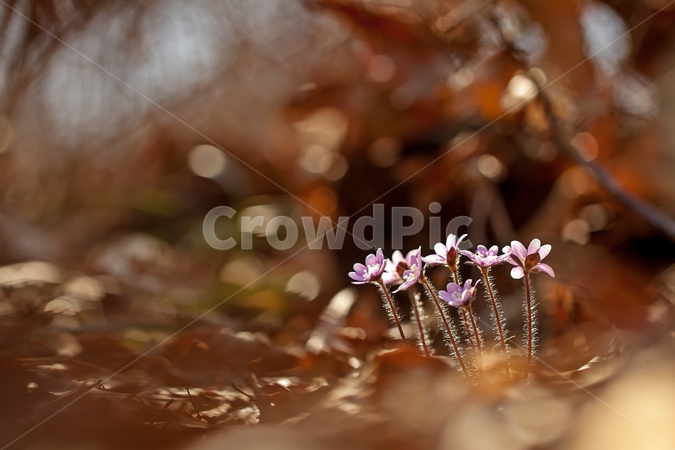노루귀,야생화,분홍노루귀,구봉도,봄꽃,wildflower,hepatica,liverleaf,hepaticaasiatica,식물,자연,plants,nature,꽃,flower