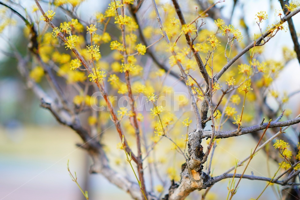 plant,flower,식물,꽃,산수유,corni