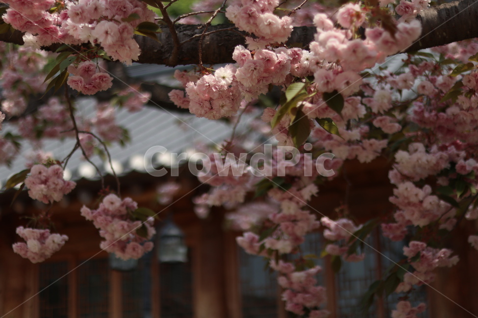 겹벚꽃,왕벚꽃,핑크,봄,풍경,봄,계절,spring,season,식물,자연,plants,nature,꽃,flower,plant,blossom