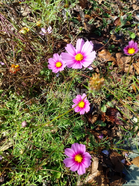 꽃,식물,flower,plant,꽃잎,코스모스,식물,자연,plants,nature,꽃,flower