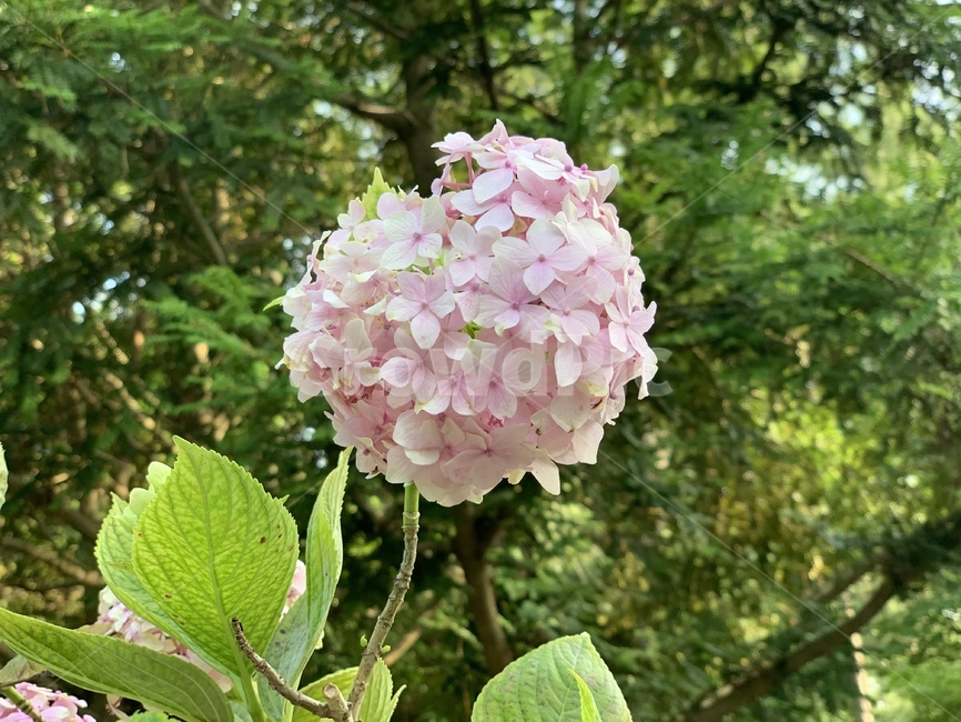 수국,분홍,꽃,식물,분홍꽃