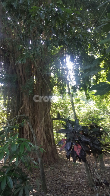공원,나무,식물,garden,arbour