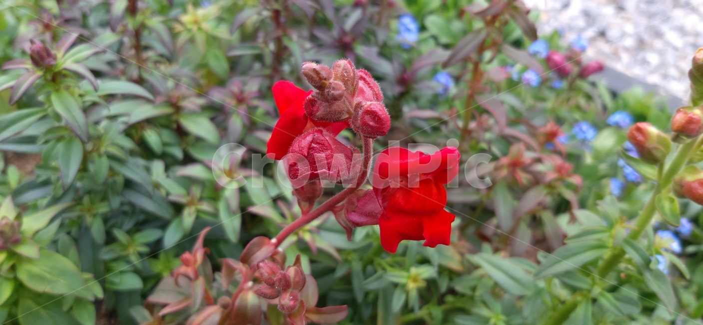 flower,geranium,blossom,꽃,plant,식물,제라늄