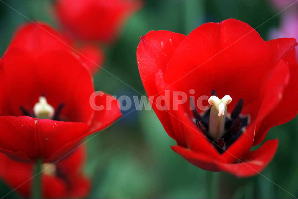 튤립,튜울립,추립,추맆,다년생초본,꽃,화초,flower,식물,관상용,gesner’stulip,식물,자연,plants,nature,꽃,flower