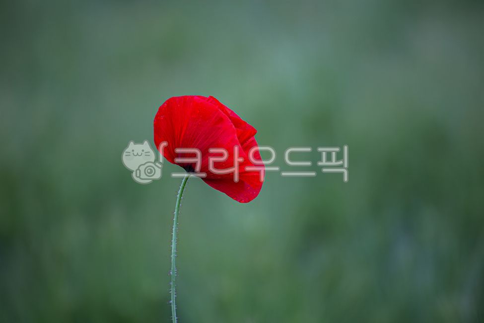 양귀비,꽃,꽃잎,식물,붉은꽃,붉은색,클로즈업,아웃포커스