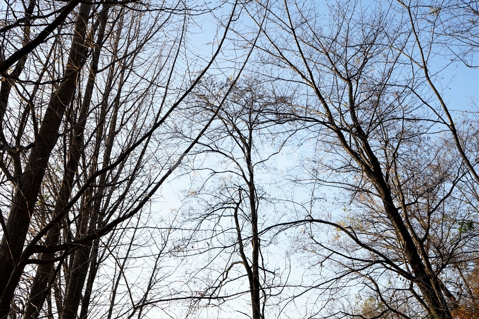가을,단풍,단풍나무,자연,autumn,fall,nature,mapletree,가을,계절,fall,autumn,season,식물,자연,plants,nature,나무,trees,wood,tree,plant,tree trunk,나무 줄기