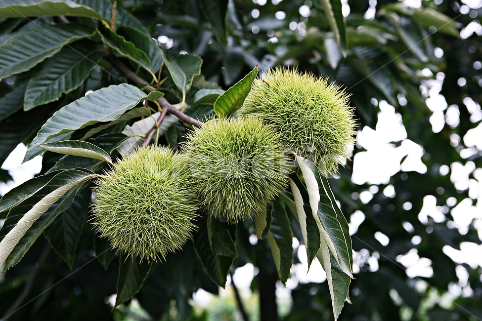 밤송이,밤,밤나무,나무,식물,자연,잎,밤나무잎,과일,열매,fruit