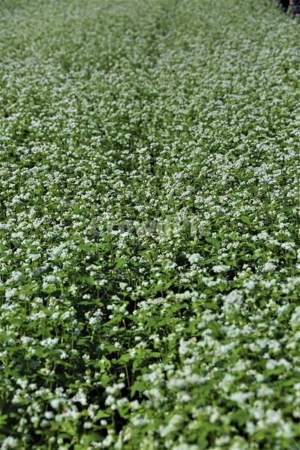 plant,식물,메밀꽃,자연,야외,식물,자연,plants,nature,꽃,flower