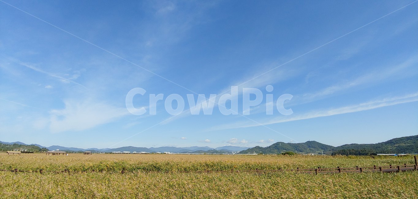 순천만,순천,갈대,갈대밭,갯벌,nature,자연,outdoors,옥외,들,field,목초지,grassland