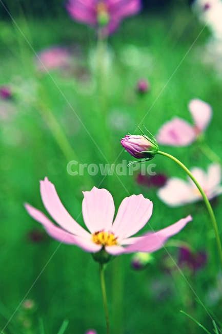 코스모스,꽃,꽃잎,들꽃,식물,가을꽃,가을,공원,자연,식물,자연,plants,nature,꽃,flower