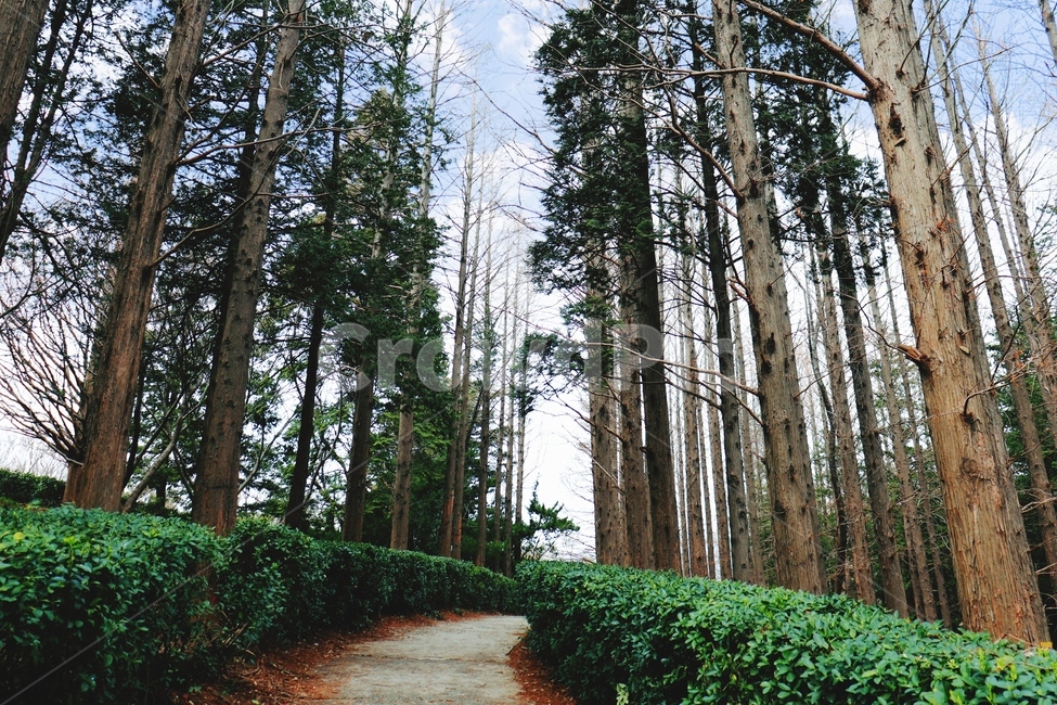 부산,민주공원,나무,산책,숲,자연,풍경,nature,landscape,plant,식물,tree