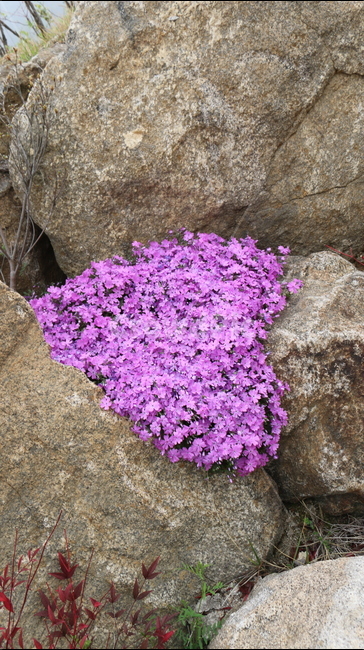 꽃,하트,사랑,봄꽃,곡성,감성사진,식물,자연,plants,nature,꽃,flower