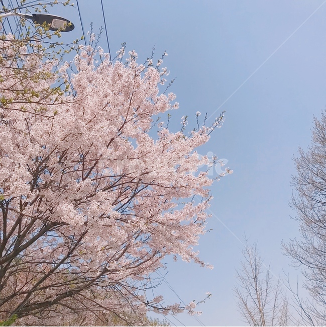 벚꽃,나무,봄,감성사진,벚꽃나무,cherryblossoms,tree,spring,emotionalphotography