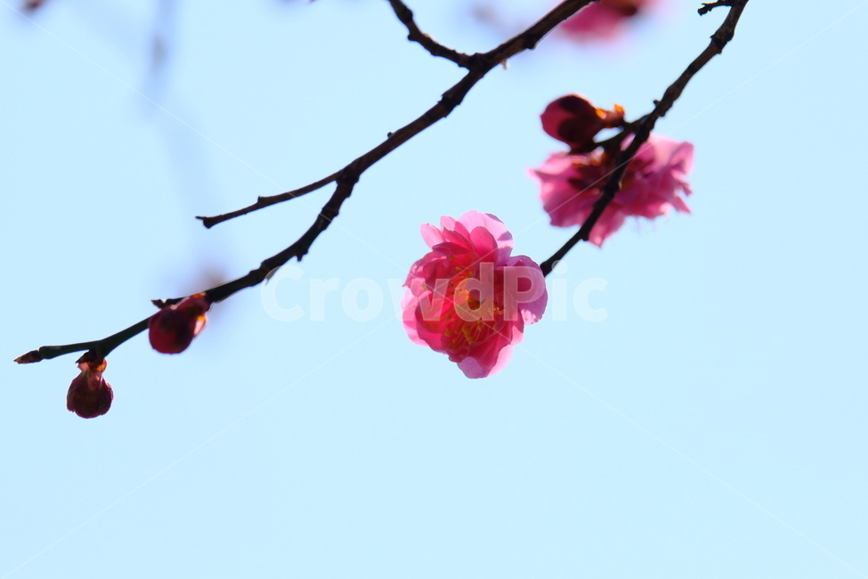 plant,식물,blossom,flower,꽃,홍매화,봄,계절,spring,season,식물,자연,plants,nature,꽃,flower