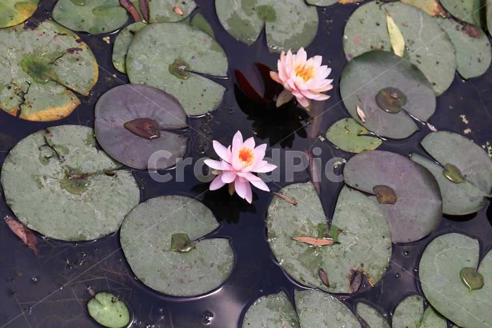 연꽃,홍련,백련,연잎,연,부여,궁남지,꽃,꽃사진,flower,식물,자연,plants,nature,꽃,flower