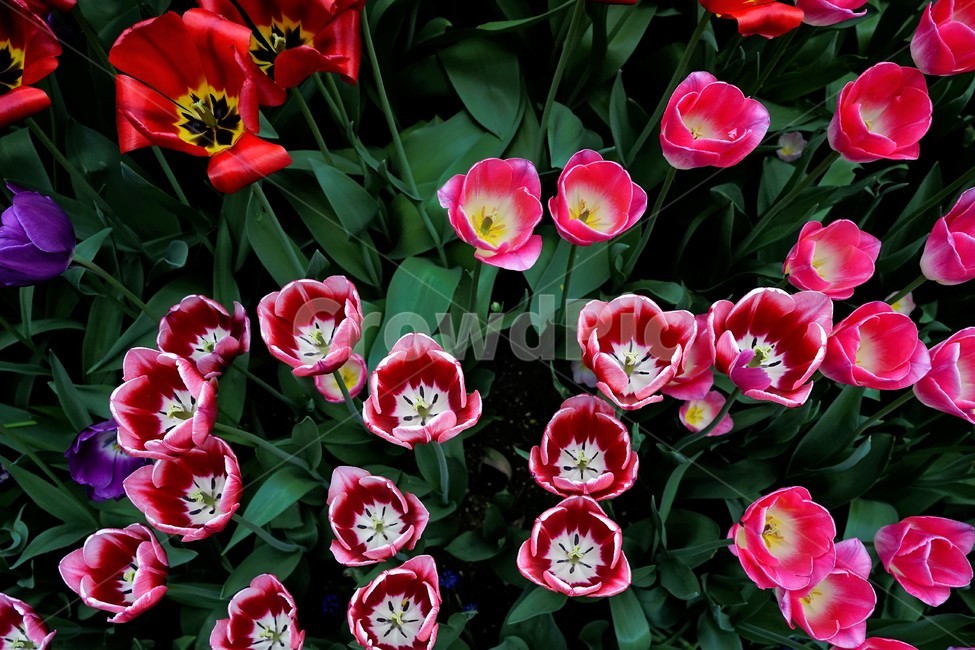 튤립,봄,bloom,꽃,식물,자연,화사함,꽃향기,tulip,colorful,floral,flower,gardenflowers,happymind,life,nature,plant,spring봄,spring,식물,자연,plants,nature,꽃,flower