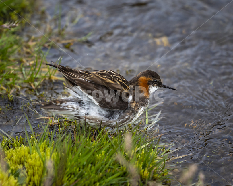 새,bird,animal,동물,자연,물길,작은,nature,stream
