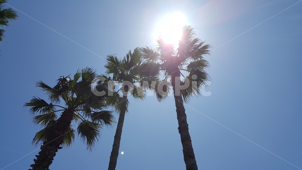 plant,tree,빛,flare,플레어,나무,palmtree,식물,arecaceae,야자수,light