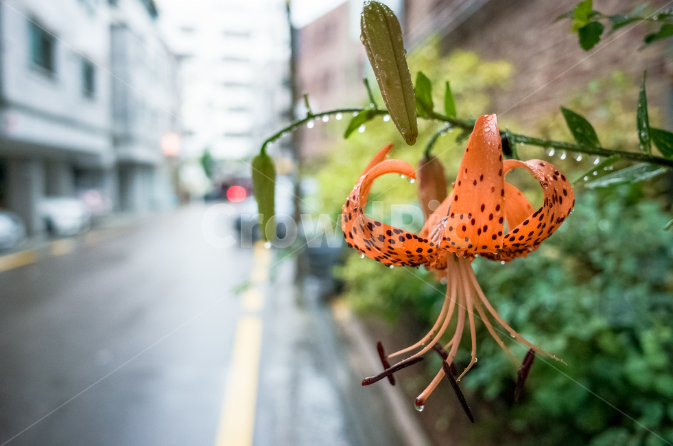 식물,plant,꽃,나무,주황색,비,봄비,도로,아스팔트,orange,color,flower,asphalt,bloom,spring,rain,rainy