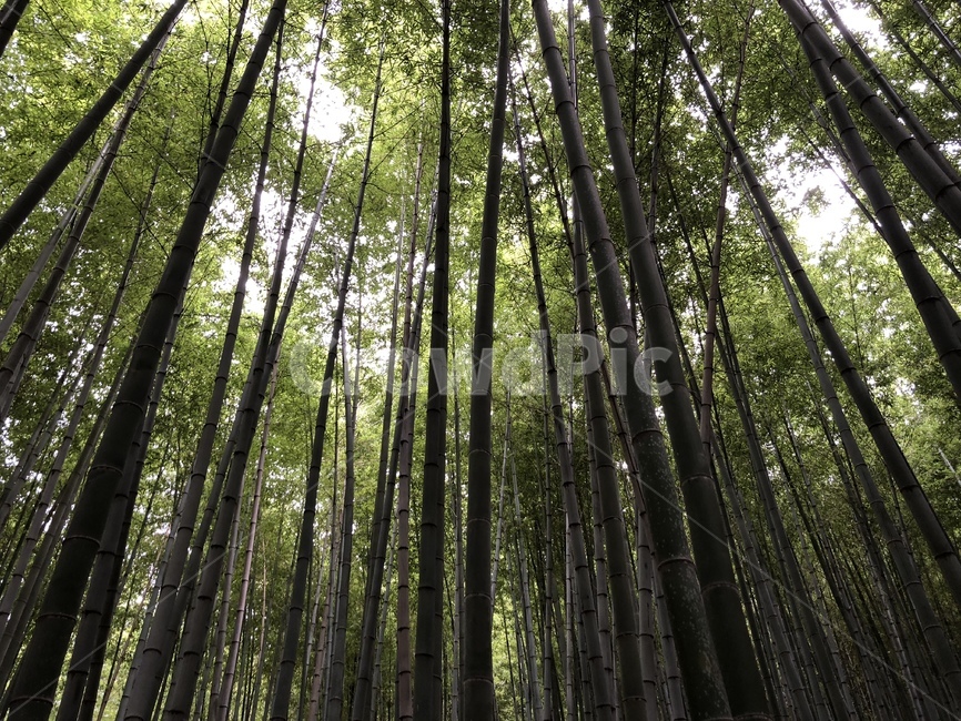 자연,나무,숲,감성,자유
