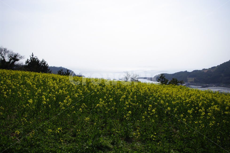 유채꽃,꽃밭,꽃,flower,계절,봄,spring,봄,계절,spring,season,자연,풍경,nature,landscape,outdoors,옥외,grassland,목초지,field,들,rural,농촌,farm,농장,meadow
