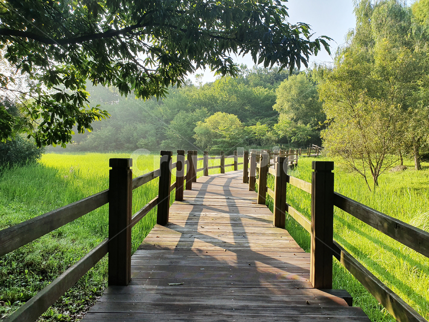 공원,산책로,다리,나무,아침,거리,자연,아름다운,풍경,풀,boardwalk,bridge,park,tree,morning,자연,풍경,nature,landscape,building,건물