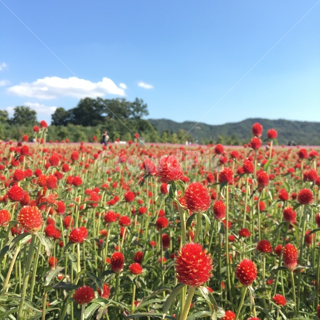 천일홍,꽃밭,하늘,맑은하늘,자연,공원,구름,식물,자연,plants,nature,꽃,flower