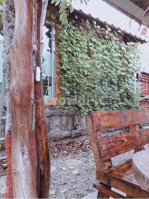 담쟁이덩굴,ivy,식물,plant,나무,wood