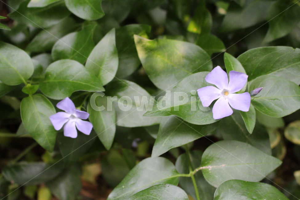 plant,식물,flower,blossom,꽃,geranium,제라늄,acanthaceae,잔잔과