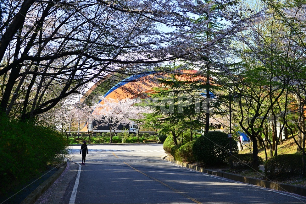 광주,북구,운암동,비엔날레,중외공원,봄,계절,벚꽃