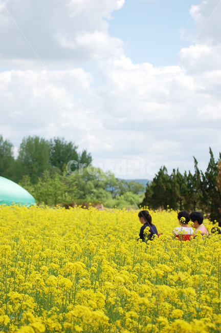 유채꽃,하늘,구름,여행,풍경,경치,관람,field,들,nature,자연,person,사람,human,인간,sky,cloud,tree,travel