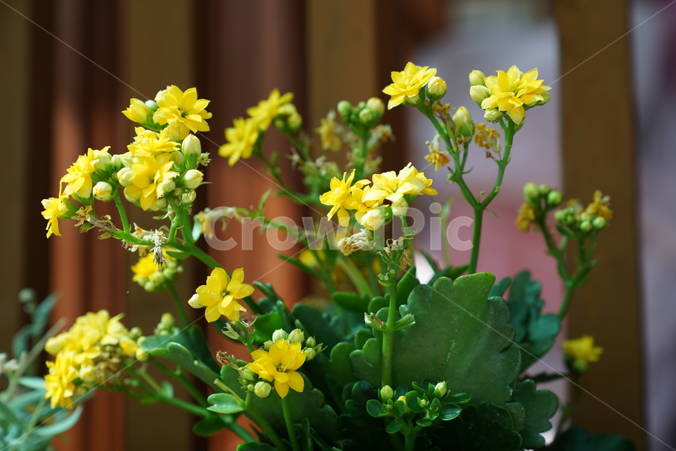 식물,꽃,화분,flower,blossom,식물,자연,plants,nature,꽃,flower