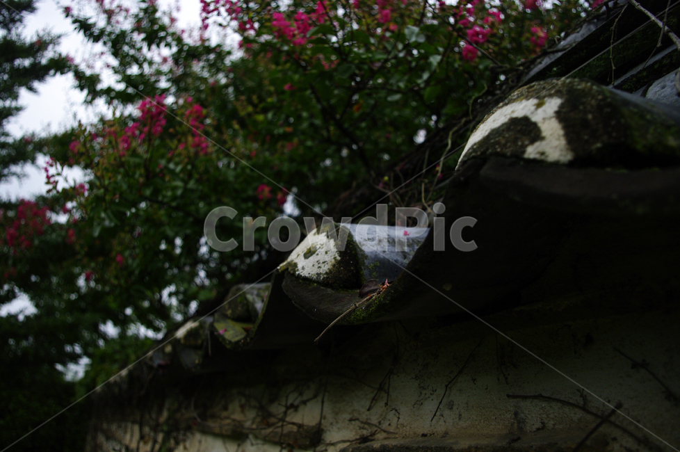 전통가옥,기와지붕,담장,배롱나무,꽃,식물,plant,식물,자연,plants,nature,꽃,flower