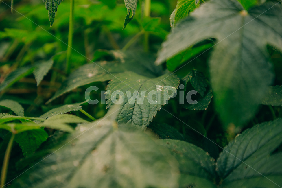 초록,풀,자연,잎,잎파리,식물,자연,plants,nature