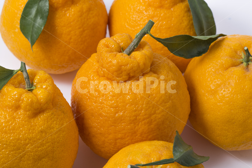한라봉,과일,귤,감귤,오렌지,비타민,잎사귀,주황색,과일,열매,fruit
