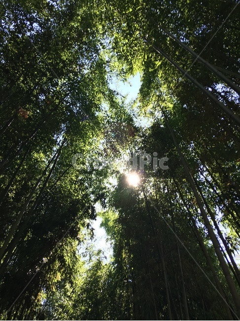 대나무,대나무숲,하늘,빛,flare,플레어,light,sunlight,햇빛,초록,울창한