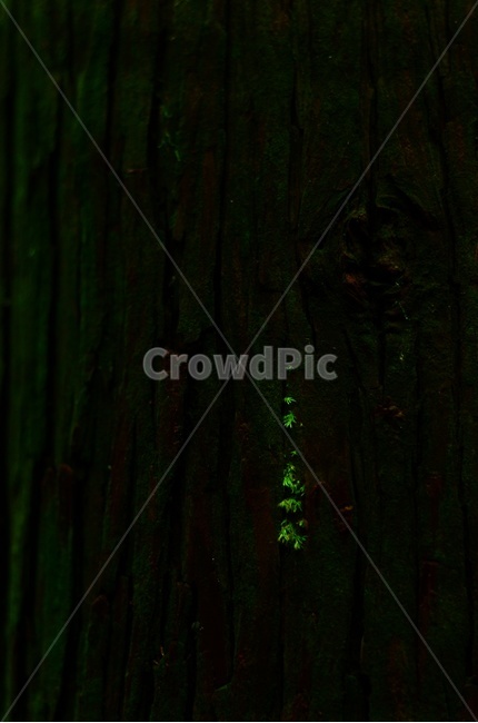 이끼,나무,자연,식물,초록색,식물,자연,plants,nature,나무,trees,wood
