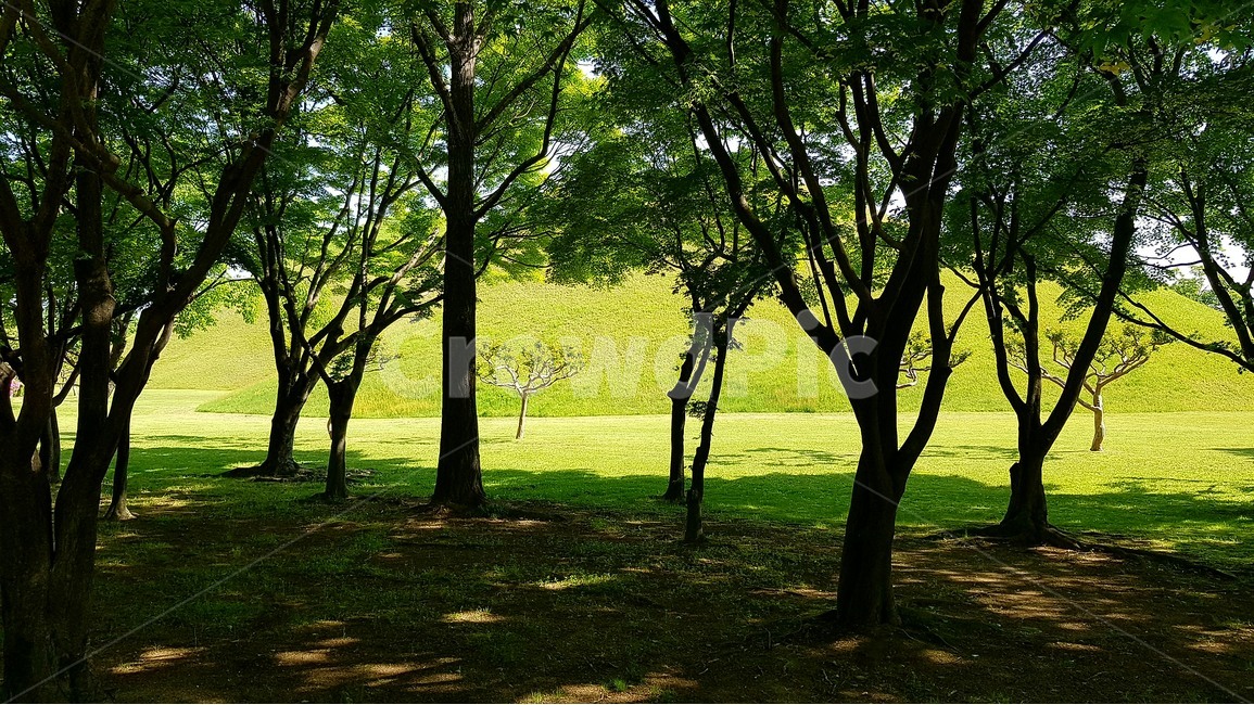 나무,정원,숲,그늘,햇빛,대릉원,경주,자연,풍경,nature,landscape,한국자연풍경,한국자연경관,korea nature landscape,한국전통,한국문화,korean traditional,korean culture,랜드마크,landmark,tourist attraction,한국랜드마크,한국관광지,한국명소,korea landmark,korea tourist attraction,식물,plants,나무,trees,wood,plant,tree,tree trunk,나무 줄기