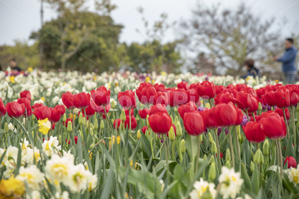 봄꽃,꽃,튤립,꽃밭,튤립축제,봄,계절,spring,season,식물,자연,plants,nature,꽃,flower,plant,blossom