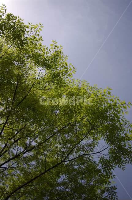 하늘,나무,잎,초록,식물,식물,자연,plants,nature,나무,trees,wood