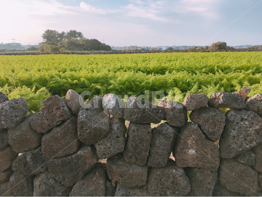 제주도,돌담,당근밭,풍경,자연,시골,담벼락,담,자연,풍경,nature,landscape,한국자연풍경,한국자연경관,korea nature landscape,제주도,jeju,jeju island,시골,마을,country,rural,town,wall,벽,stone wall,outdoors,옥외